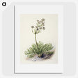 1-77_Native-Flowering-Plants-of-New-Zealand_picture