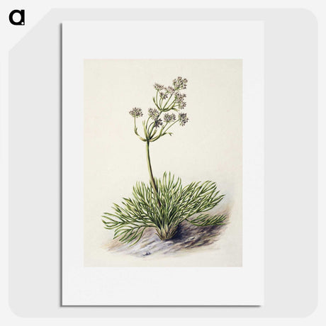 1-77_Native-Flowering-Plants-of-New-Zealand_picture