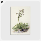 1-77_Native-Flowering-Plants-of-New-Zealand_postcard