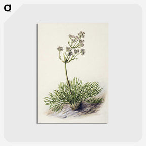 1-77_Native-Flowering-Plants-of-New-Zealand_postcard