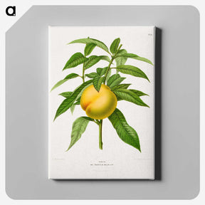 1-77_Nederlandsche-Flora-en-Pomona_canvas