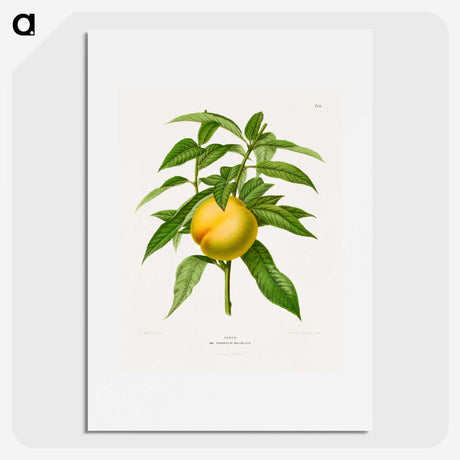 1-77_Nederlandsche-Flora-en-Pomona_picture