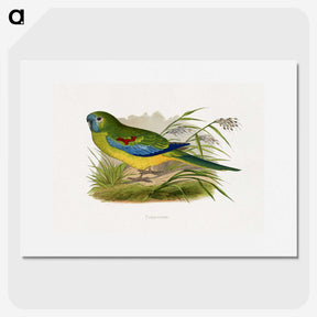 1-77_Parrots-in-Captivity_picture