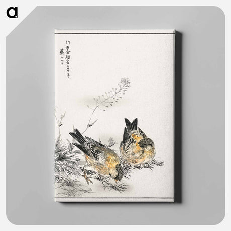 アートパネル-Small Japanese Greenfinch and Shepherd's Purse
 - 鳥類図鑑 Canvas.