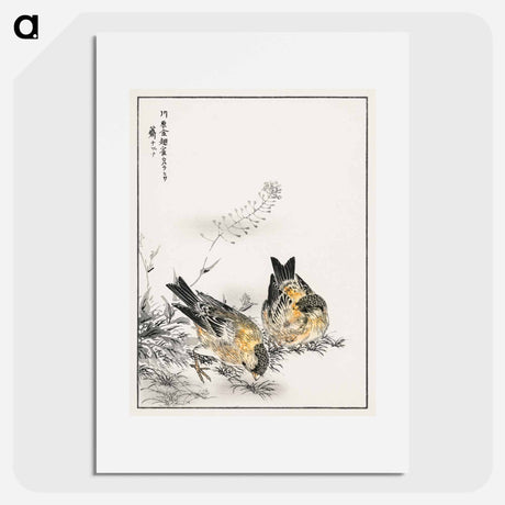 アートポスター-Small Japanese Greenfinch and Shepherd's Purse
 - 鳥類図鑑 Poster.