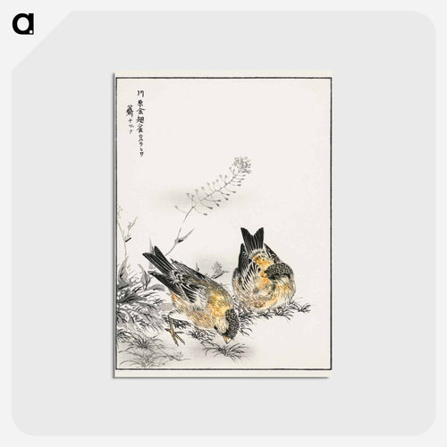 Small Japanese Greenfinch and Shepherd's Purse
 - 鳥類図鑑 Postcard.