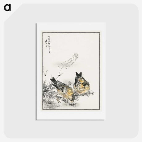 1-77_Pictorial-Monograph-of-Birds_hagaki