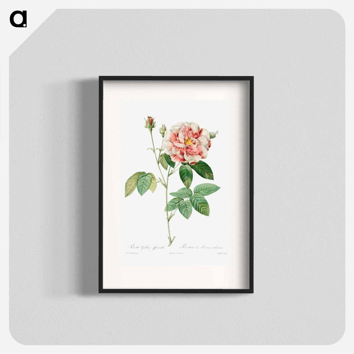 Rosa Gallica - Pierre Joseph Redouté Poster.