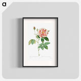 Rosa Gallica - Pierre Joseph Redouté Poster.