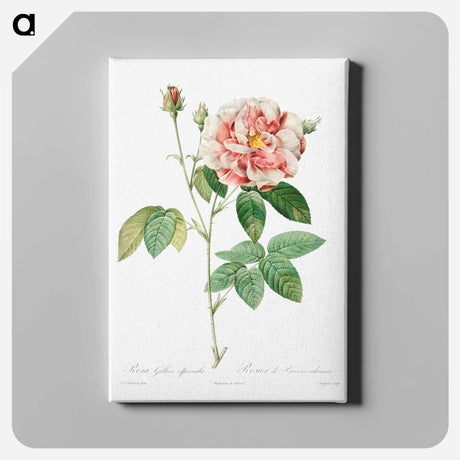 アートパネル-Rosa Gallica - ピエール ジョゼフ ルドゥーテ Canvas.