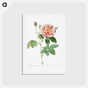 アートポストカード-Rosa Gallica - ピエール ジョゼフ ルドゥーテ Postcard.