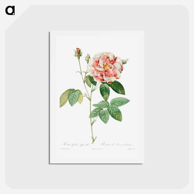 アートポストカード-Rosa Gallica - ピエール ジョゼフ ルドゥーテ Postcard.