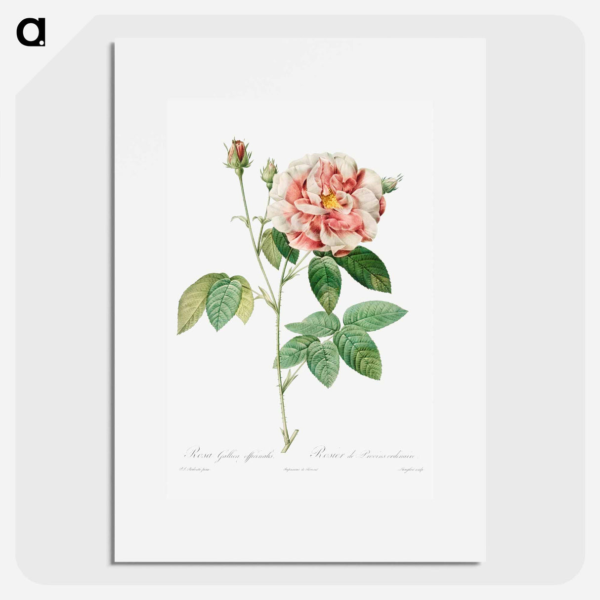 Rosa Gallica - Pierre Joseph Redouté Poster.