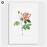 Rosa Gallica - Pierre Joseph Redouté Poster.