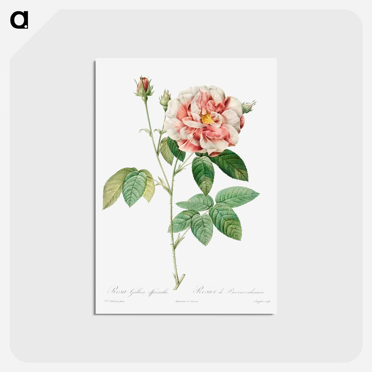アートポストカード-Rosa Gallica - ピエール ジョゼフ ルドゥーテ Postcard.