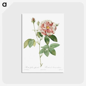 1-77_Pierre-Joseph-Redoute_postcard