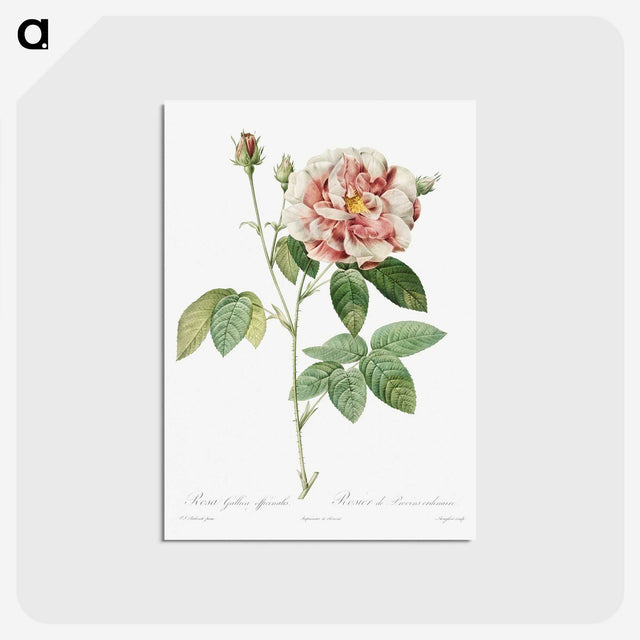 1-77_Pierre-Joseph-Redoute_postcard