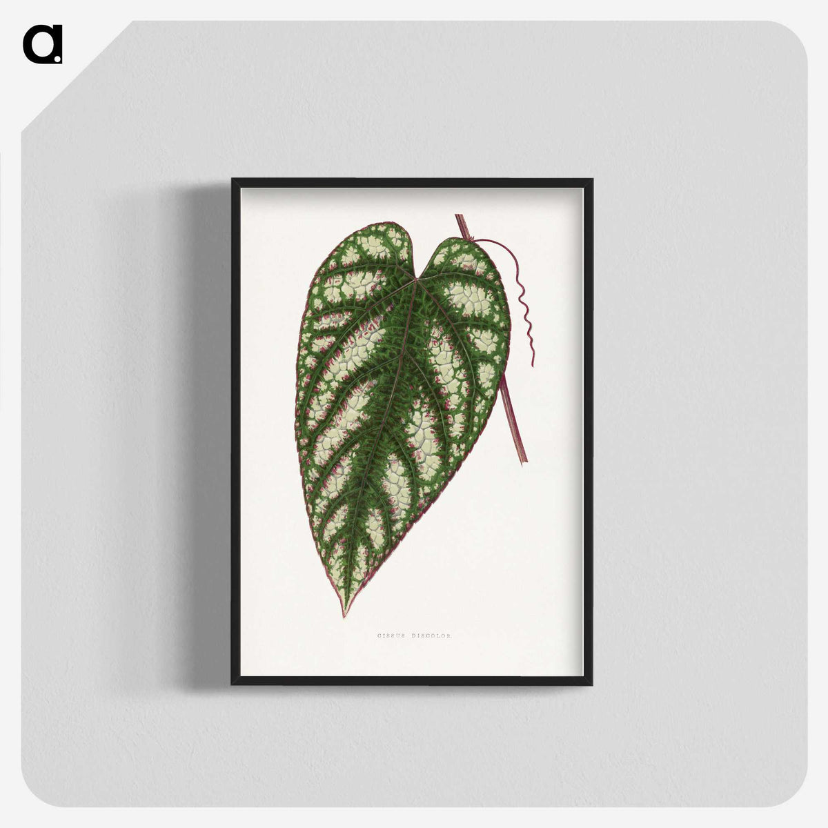 1-77_Plants-with-Colored-Foliage_blk-crop