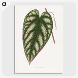 1-77_Plants-with-Colored-Foliage_picture-crop