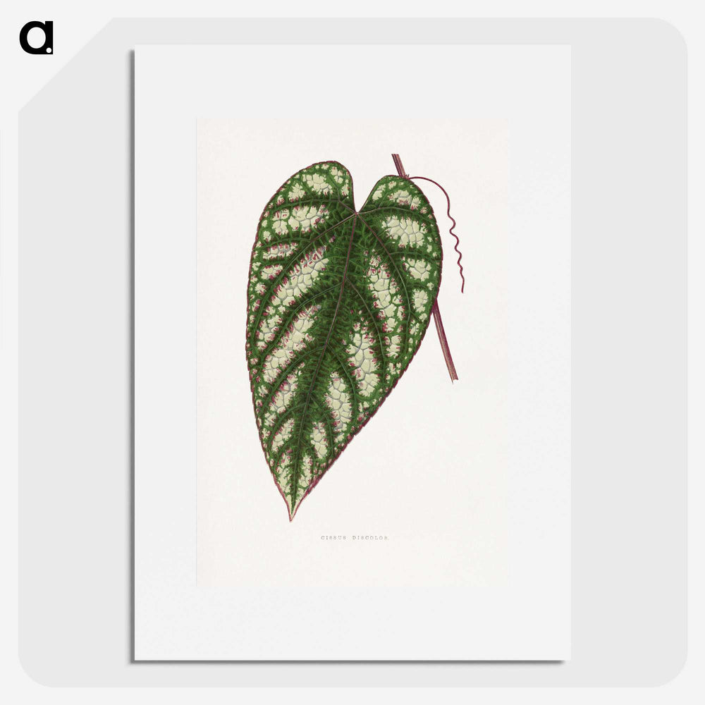 1-77_Plants-with-Colored-Foliage_picture