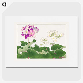 1-77_Seiyo-Soka-Zufu_picture