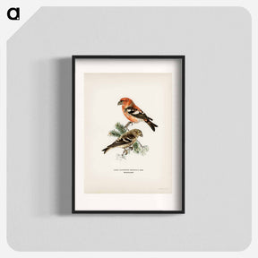 アートポスター-Two-barred Crossbill
 - スヴェンスカ フォグラル Poster.