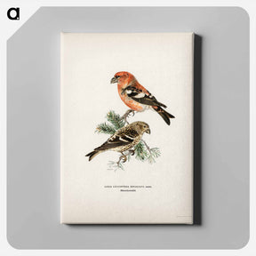 アートパネル-Two-barred Crossbill
 - スヴェンスカ フォグラル Canvas.