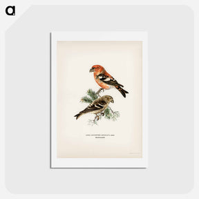 アートポストカード-Two-barred Crossbill
 - スヴェンスカ フォグラル Postcard.