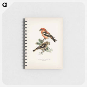アートメモ帳-Two-barred Crossbill
 - スヴェンスカ フォグラル Memo.