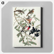 アートパネル-Rose-breasted Grosbeak from Birds of America
 - アメリカの鳥たち Canvas.