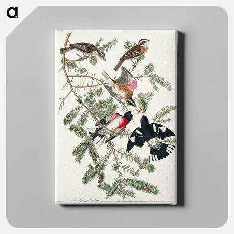 アートパネル-Rose-breasted Grosbeak from Birds of America
 - アメリカの鳥たち Canvas.