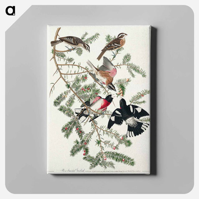 アートパネル-Rose-breasted Grosbeak from Birds of America
 - アメリカの鳥たち Canvas.