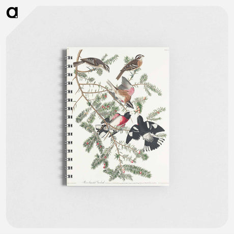 アートメモ帳-Rose-breasted Grosbeak from Birds of America
 - アメリカの鳥たち Memo.