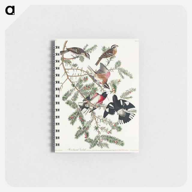 アートメモ帳-Rose-breasted Grosbeak from Birds of America
 - アメリカの鳥たち Memo.