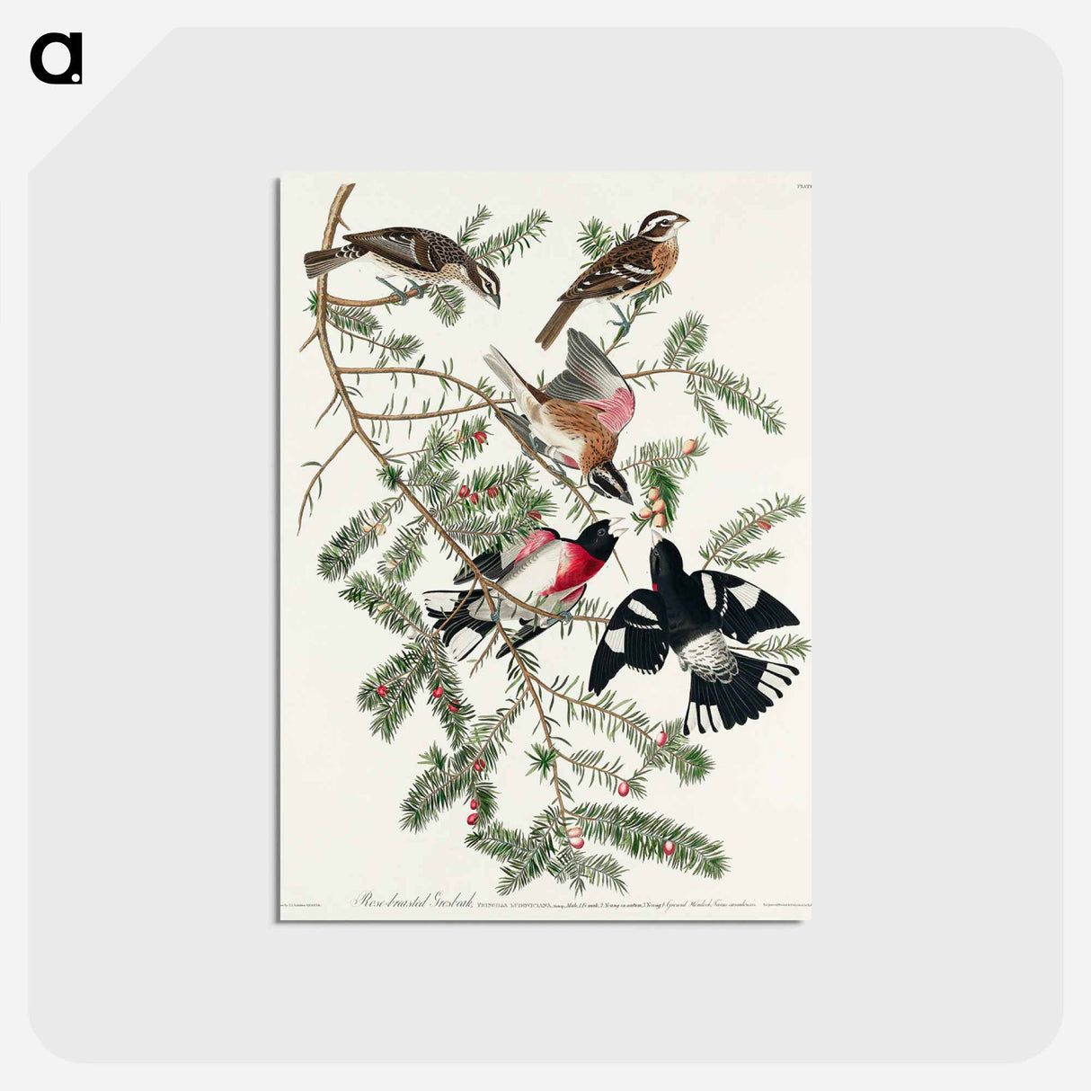 アートポストカード-Rose-breasted Grosbeak from Birds of America
 - アメリカの鳥たち Postcard.