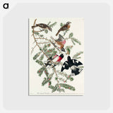 アートポストカード-Rose-breasted Grosbeak from Birds of America
 - アメリカの鳥たち Postcard.