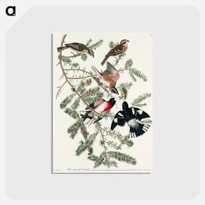 アートポストカード-Rose-breasted Grosbeak from Birds of America
 - アメリカの鳥たち Postcard.