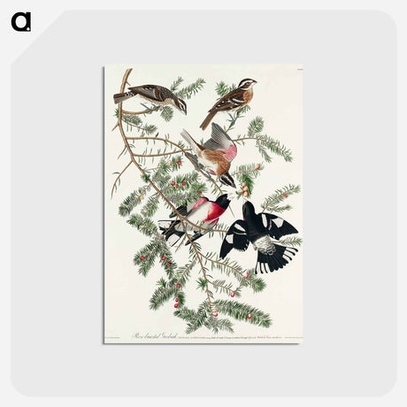 アートポストカード-Rose-breasted Grosbeak from Birds of America
 - アメリカの鳥たち Postcard.