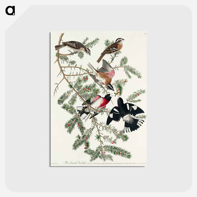 アートポストカード-Rose-breasted Grosbeak from Birds of America
 - アメリカの鳥たち Postcard.
