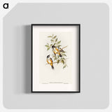 Buff-sided Robin
 - オーストラリアの鳥 Poster.