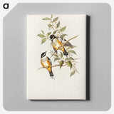 Buff-sided Robin
 - オーストラリアの鳥 Canvas.