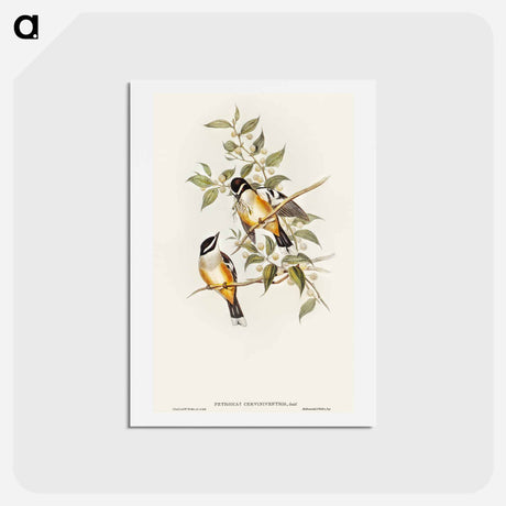 アートポストカード-Buff-sided Robin
 - オーストラリアの鳥 Postcard.