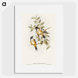 Buff-sided Robin
 - オーストラリアの鳥 Poster.