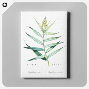 1-77_The-Lilies_canvas