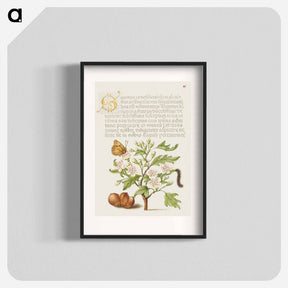 アートポスター-Insect, English Hawthorn, Caterpillar, and European Filbert
 - 書道のお手本 Poster.