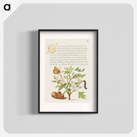アートポスター-Insect, English Hawthorn, Caterpillar, and European Filbert
 - 書道のお手本 Poster.