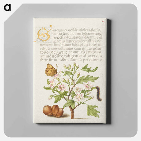 アートパネル-Insect, English Hawthorn, Caterpillar, and European Filbert
 - 書道のお手本 Canvas.