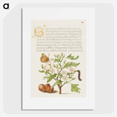 アートポスター-Insect, English Hawthorn, Caterpillar, and European Filbert
 - 書道のお手本 Poster.