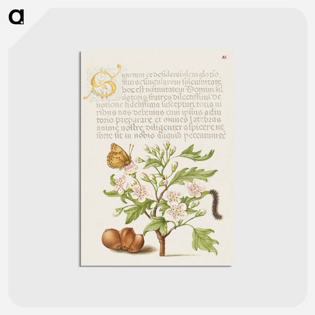 アートポストカード-Insect, English Hawthorn, Caterpillar, and European Filbert
 - 書道のお手本 Postcard.