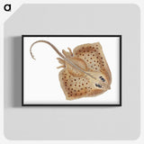 1-77_The-Natural-History-of-British-Fishes_blk-crop